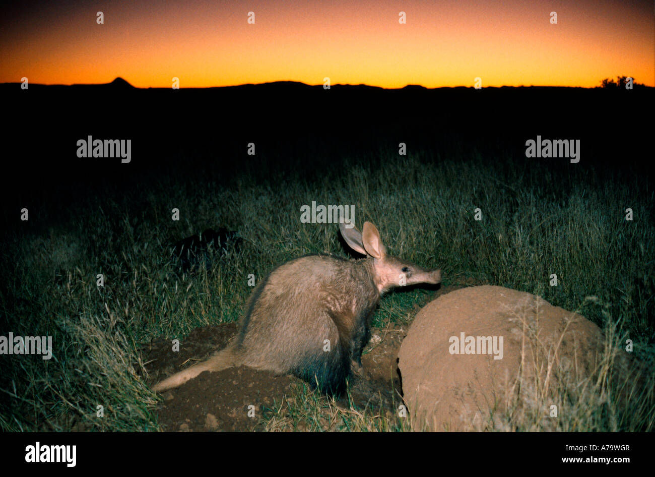 MOFU Erdferkel Futtersuche bei Sonnenuntergang Kimberley Northern Cape in Südafrika Stockfoto