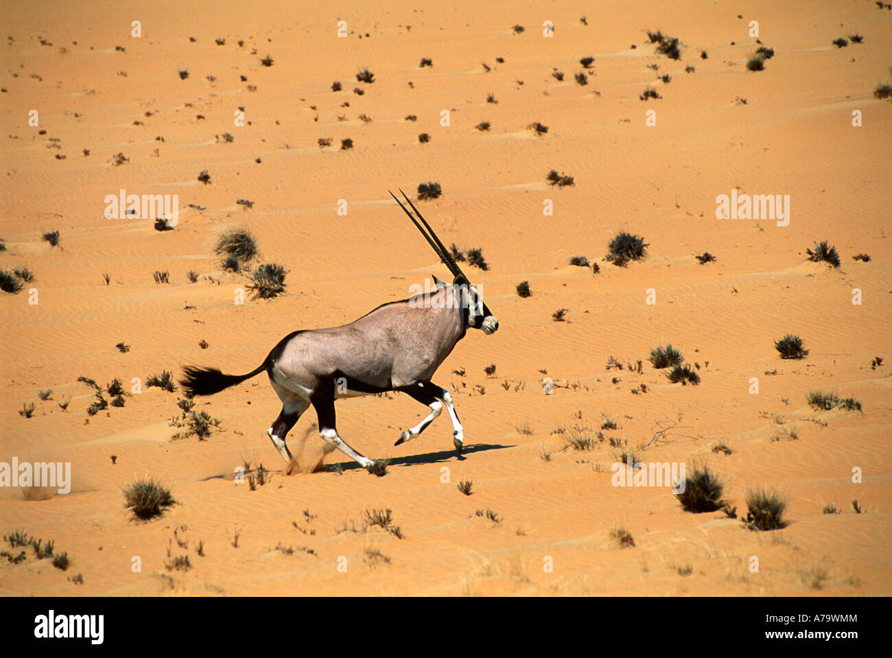 Gemsbock Oryx Gazella quer Sanddüne Hartmanns Tal Kaokoveld Namibia Stockfoto