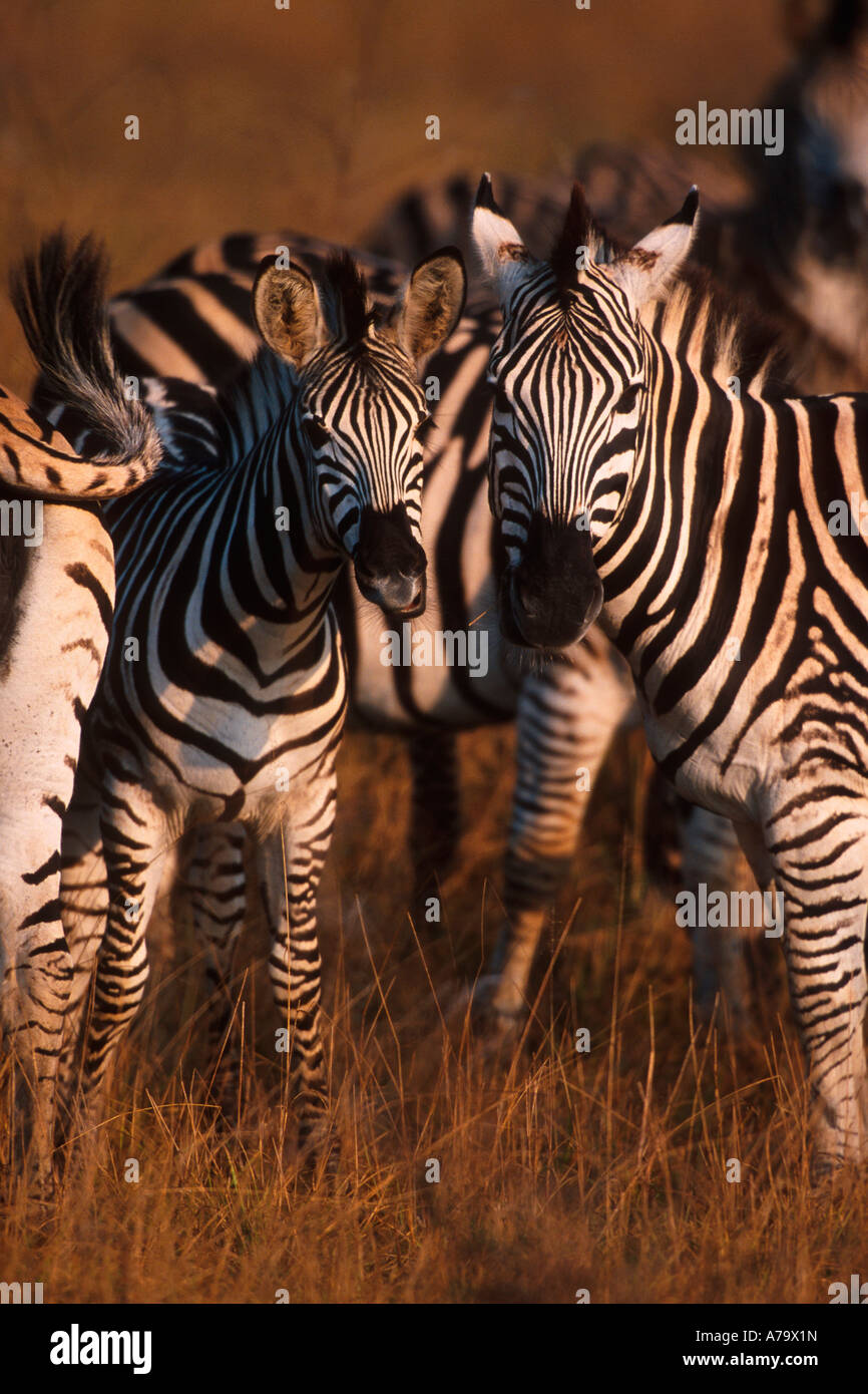 Zwei Zebras schauen in Richtung der Kamera in der Mitte eine Zebra-Herde Kruger National Park Provinz Mpumalanga Südafrika Stockfoto