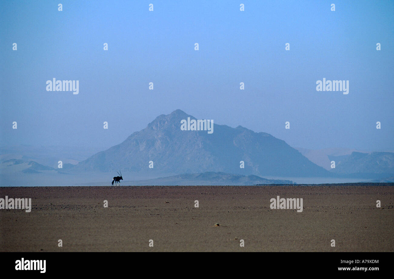Ein einsamer Gemsbock Oryx überqueren eine weite karge Ebene in der Namib-Wüste Namib-Wüste Namibias Stockfoto