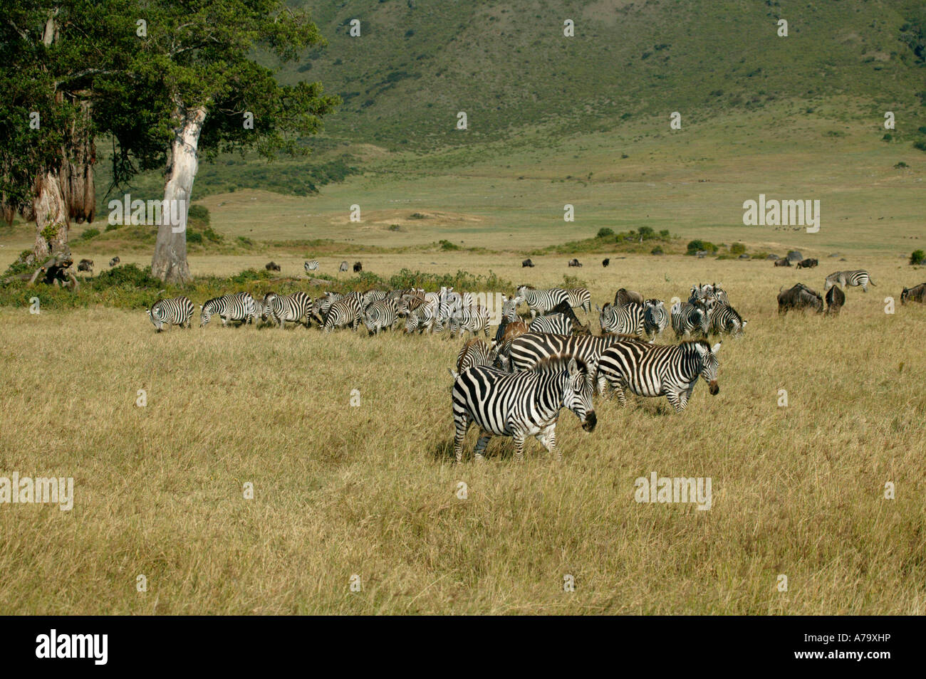 Eine große Herde von Zebra bewegt über die Trockenrasen der Kraterboden Ngorongoro Krater Tansania Stockfoto