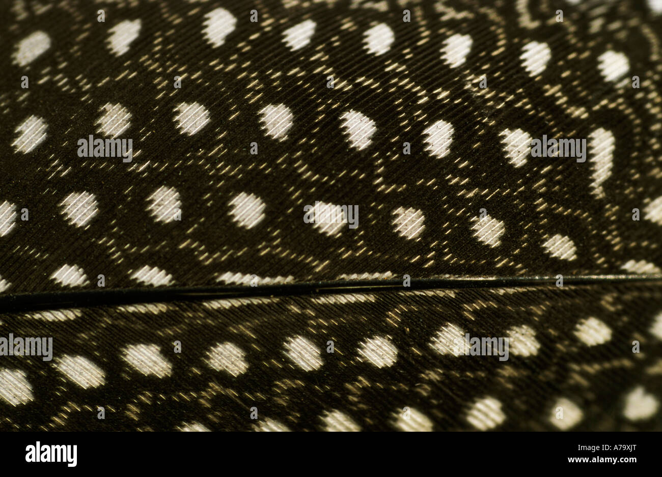 A Nahaufnahme von Perlhuhn Feder zeigt die Textur und Muster Savuti Botswana Stockfoto