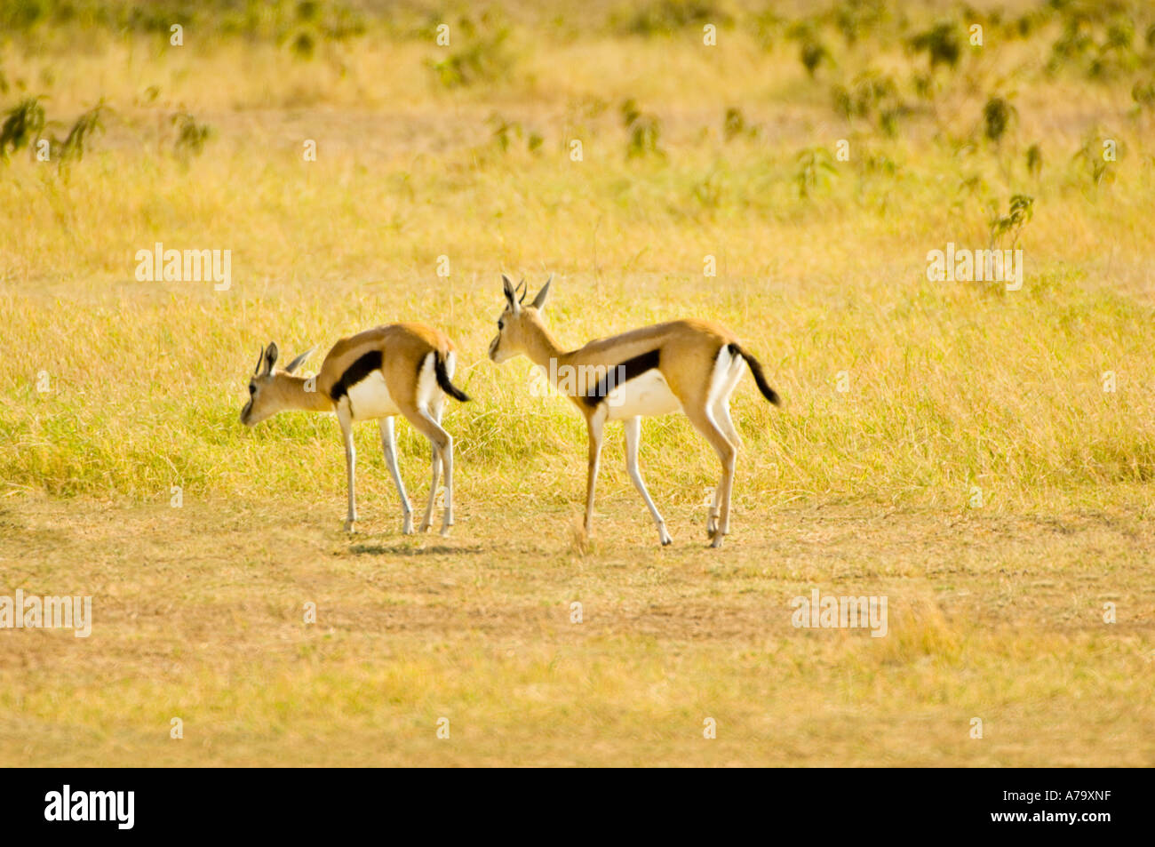 2 zwei Impala Aepyceros Melampus Springbok paar 2 zwei Zweibettzimmer zweimal paar zweisame AMBOSELI NATIONALPARK Nationalpark Kenia Osten Af Stockfoto