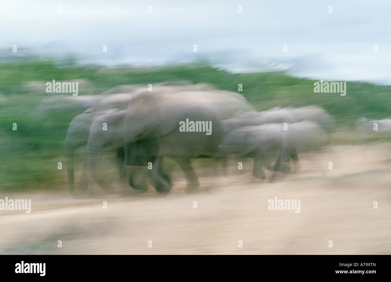 Eine abstrakte Schuss eine Elefantenherde unterwegs Addo Elephant Park Eastern Cape in Südafrika Stockfoto