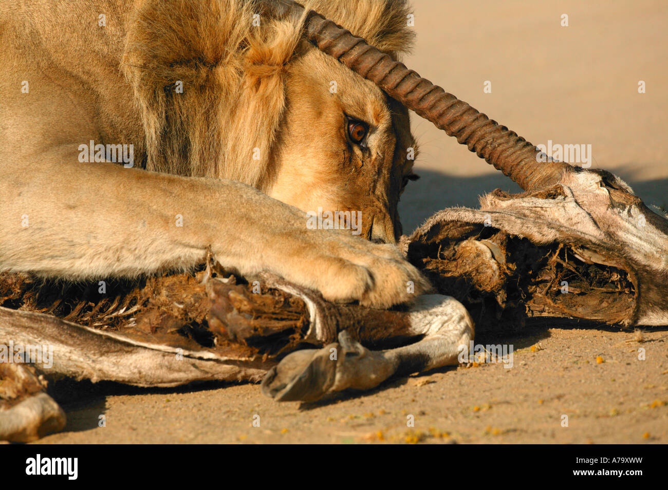 Männlicher Löwe auf einen Gemsbock Oryx Kadaver Kgalagadi Transfrontier Park Northern Cape in Südafrika Stockfoto