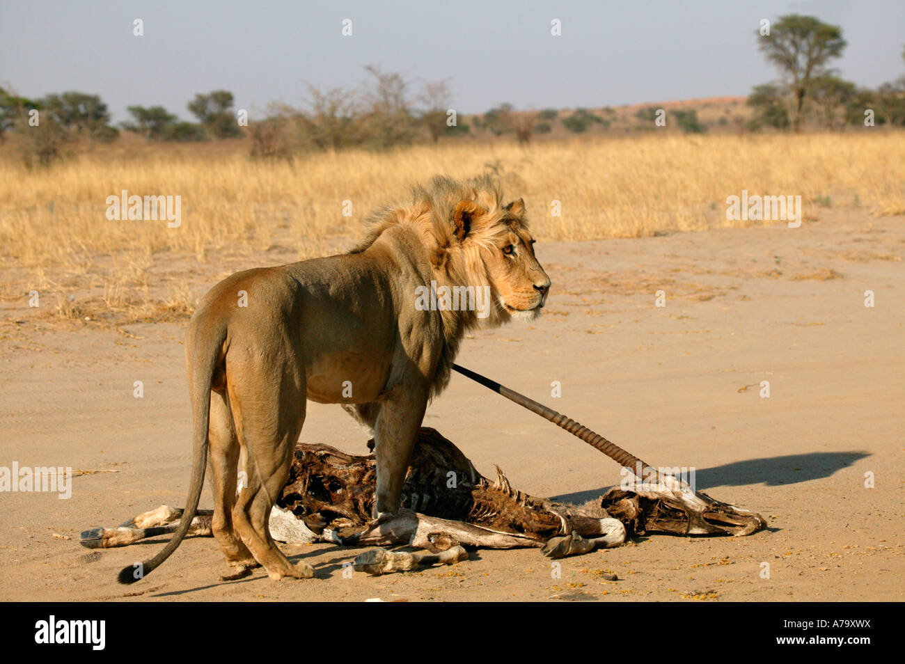 Eine junge blonde Mähne männlicher Löwe stehend über eine alte Gemsbock Oryx Kadaver in der Kalahari-Wüste Stockfoto