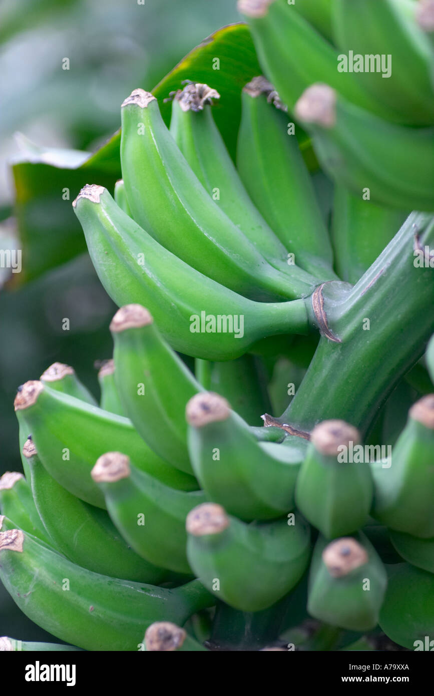 Musa Accuminata Dwarf Cavendish Stockfoto