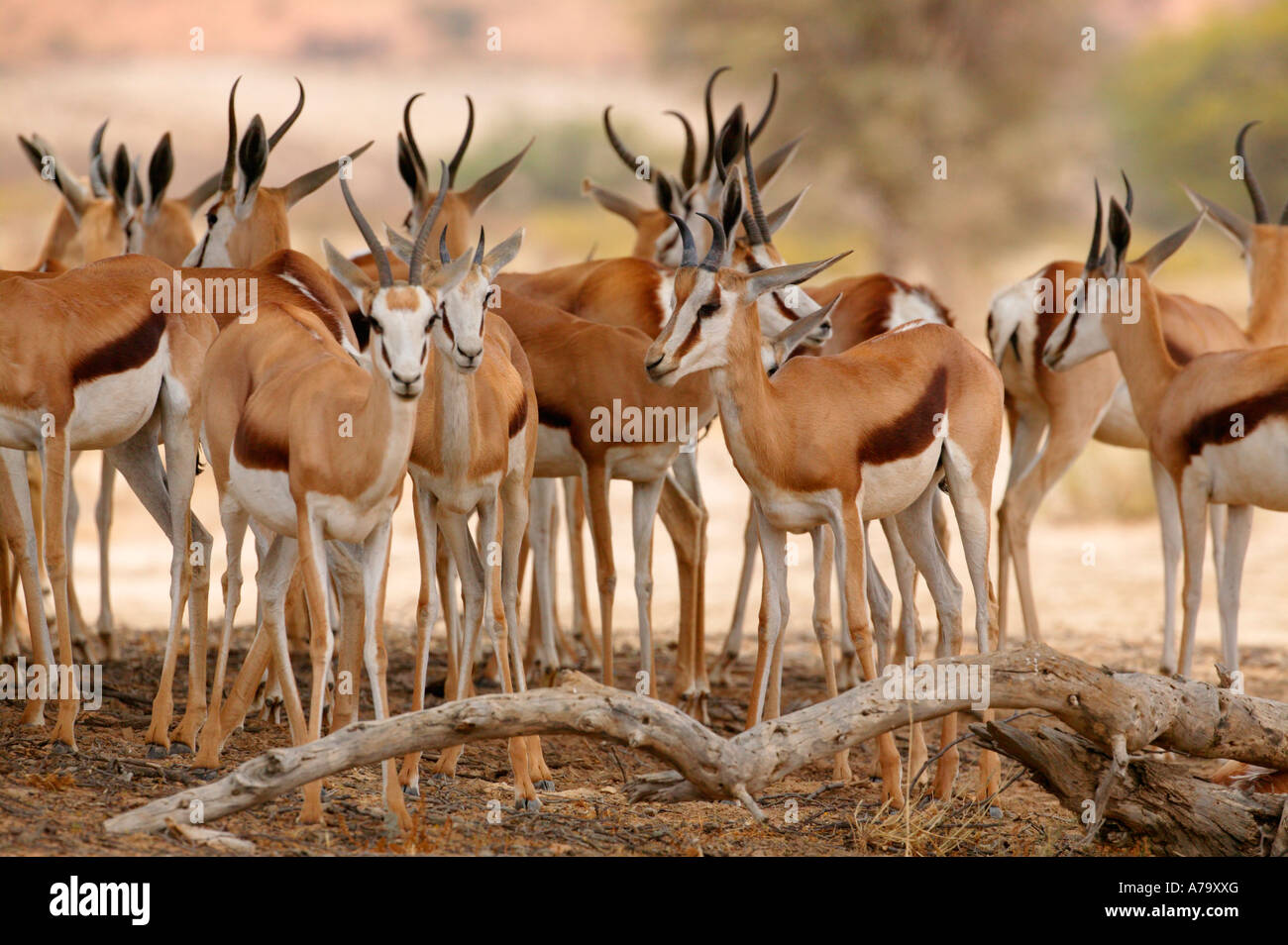 Eine Herde von Springbock Mutterschafe zusammengekauert in der Hitze des Tages im Schatten eines Baumes Camelthorn Stockfoto