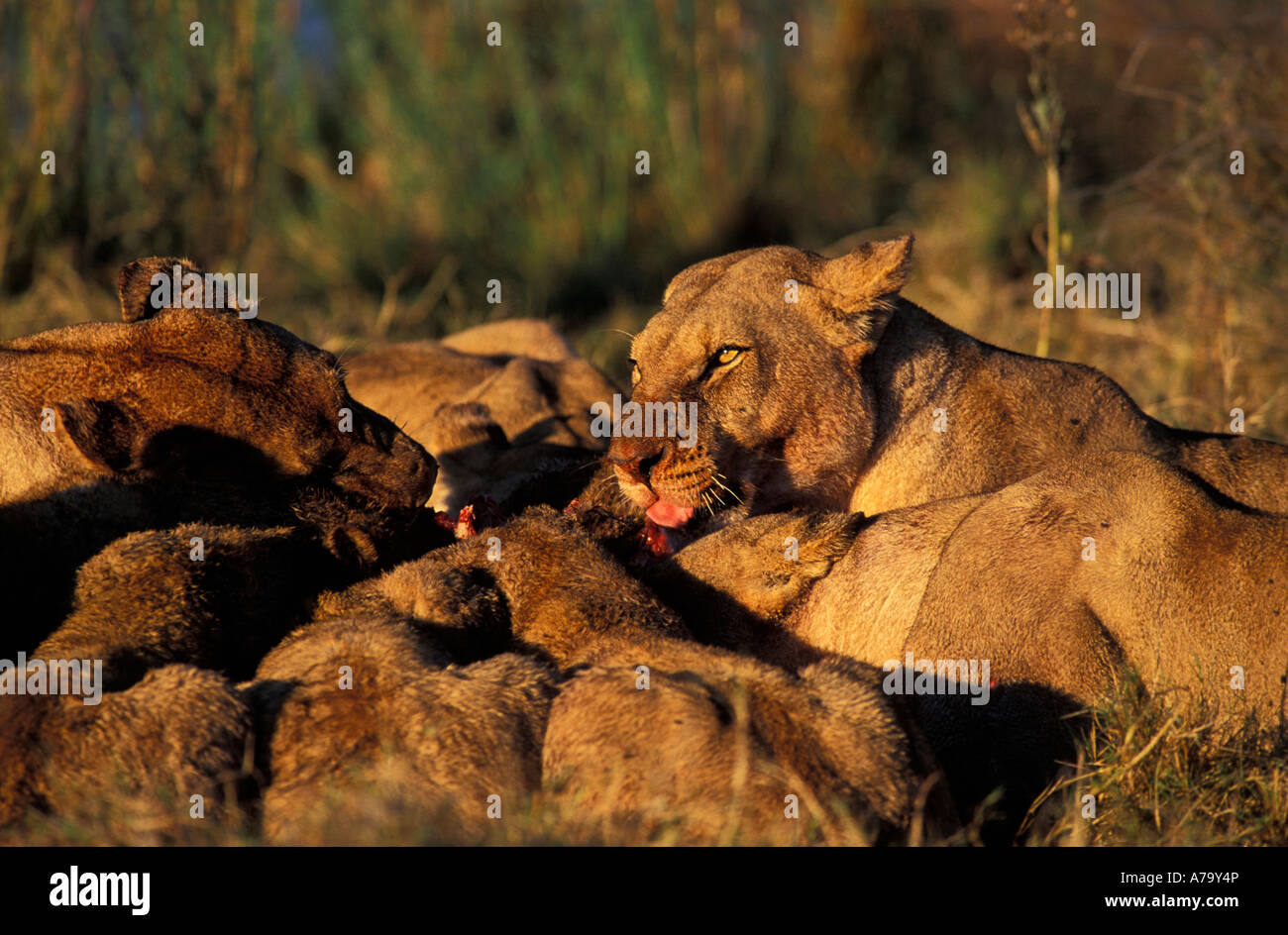 Eine Löwin sucht mit Ohren abgeflacht und ein Rudel Löwen Gerangel über einen Kill Okavango Delta, Botswana Stockfoto