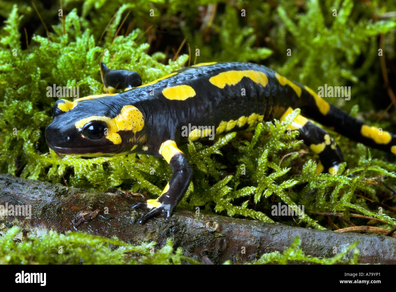 Firesalamander Feuer Salamander Salamandra Salamandra alpine die wahre entlang Stockfoto