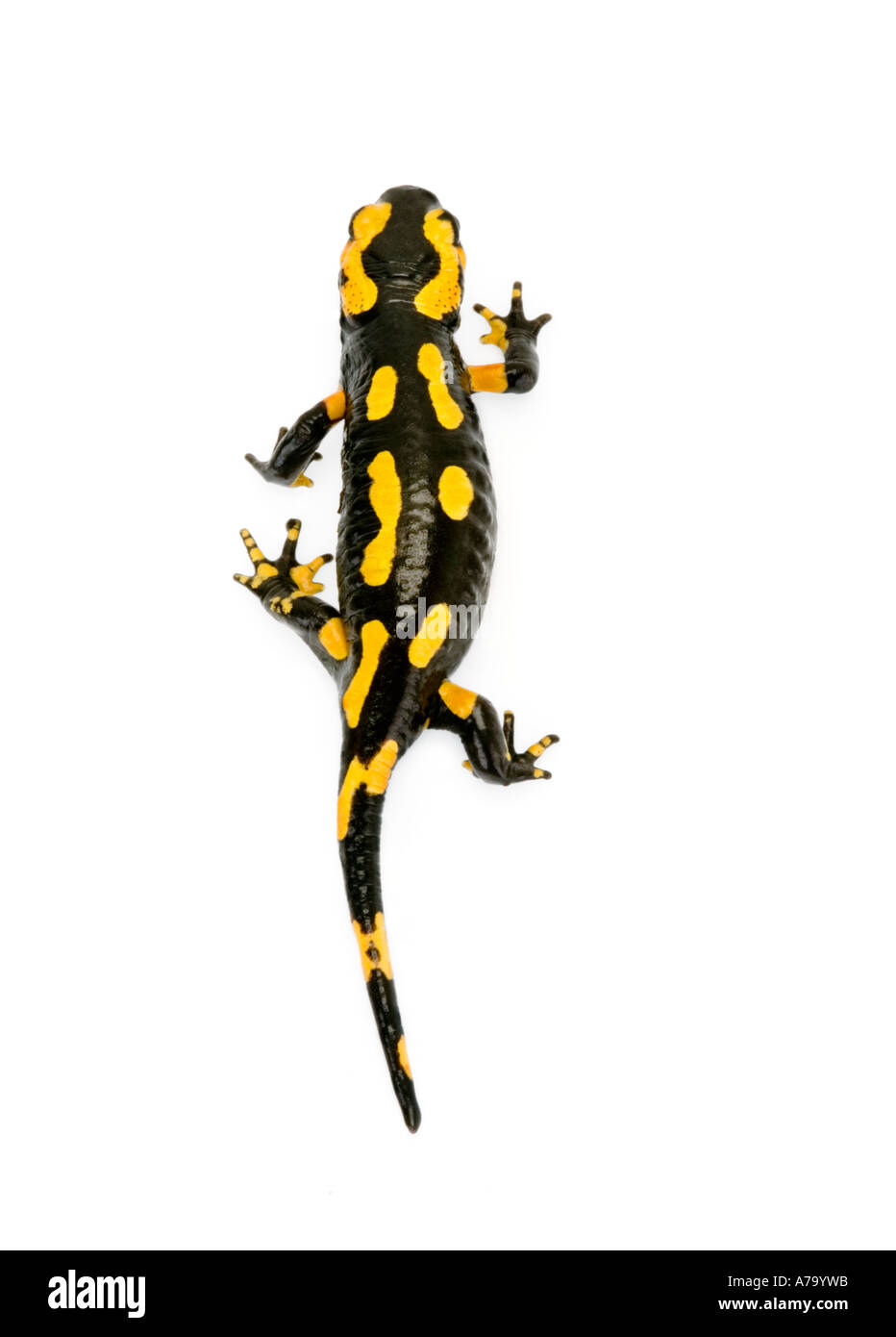 Firesalamander Feuer Salamander Salamandra Salamandra alpine das wahre gehen gehen gehen TOP VIEW Stockfoto