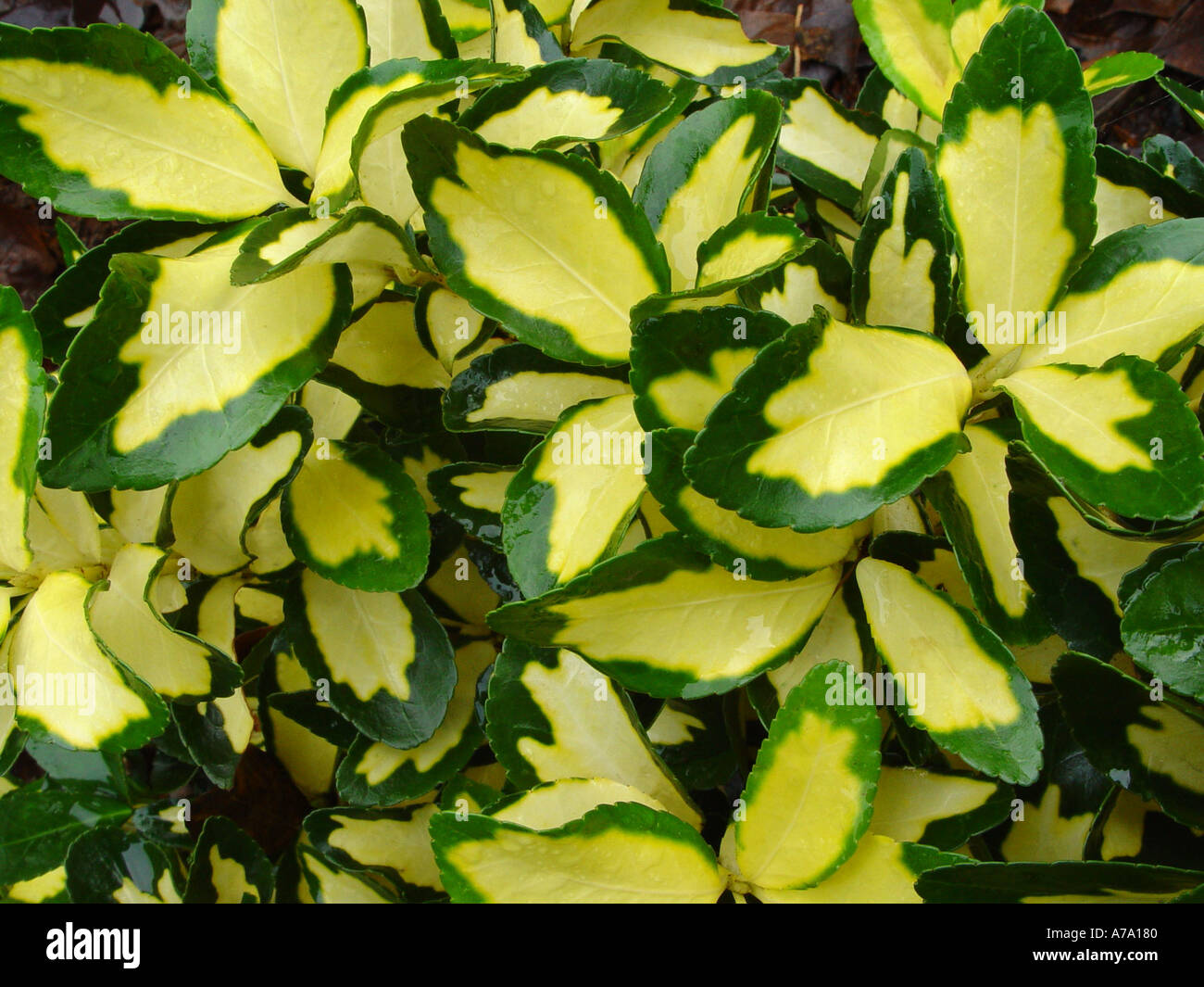 Euonymus Japonicus aureopictus Stockfoto