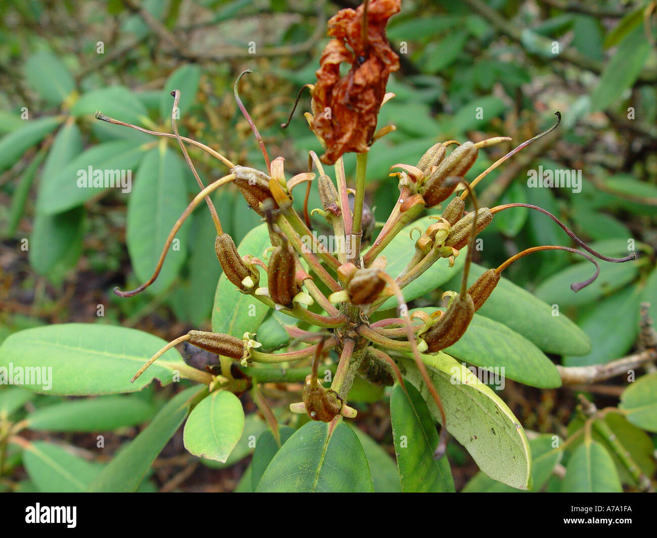 Rhododendron schlecht -Fotos und -Bildmaterial in hoher Auflsung  Alamy