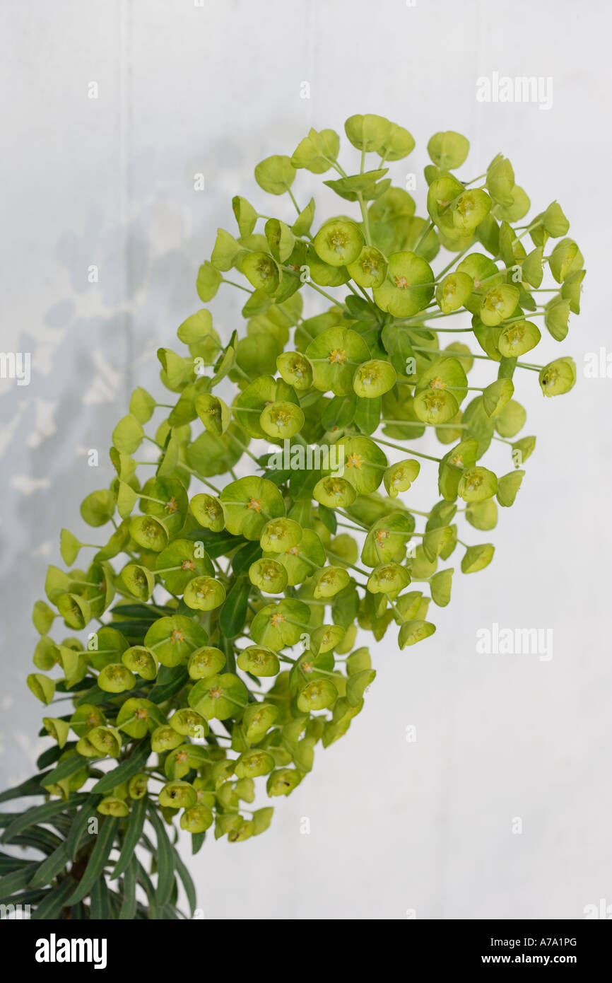Euphorbia Stockfoto