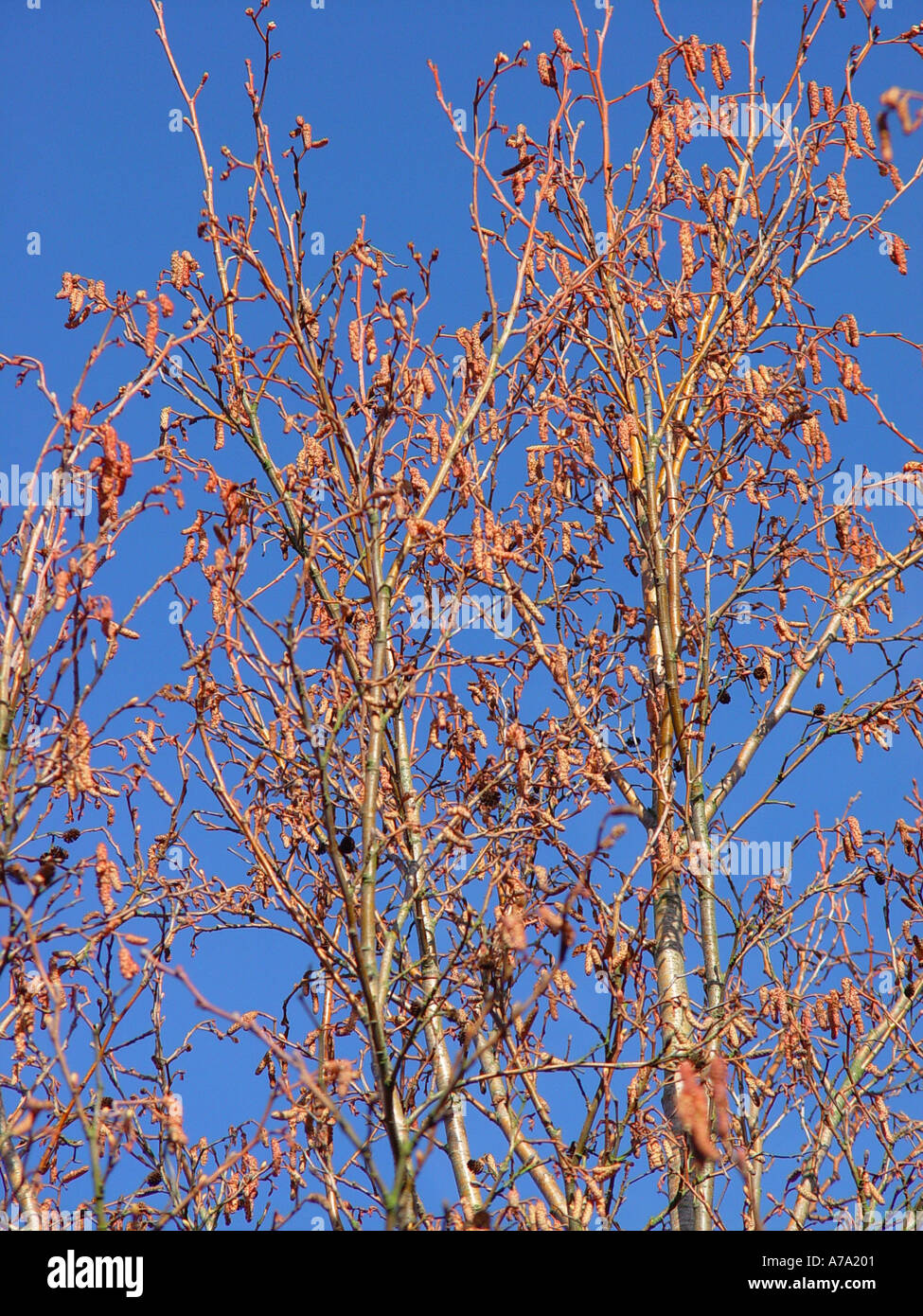 Alnus Incana Aurea Kätzchen Stockfoto