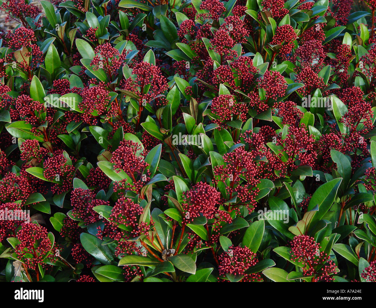 Skimmia Japonica Rubella Stockfoto