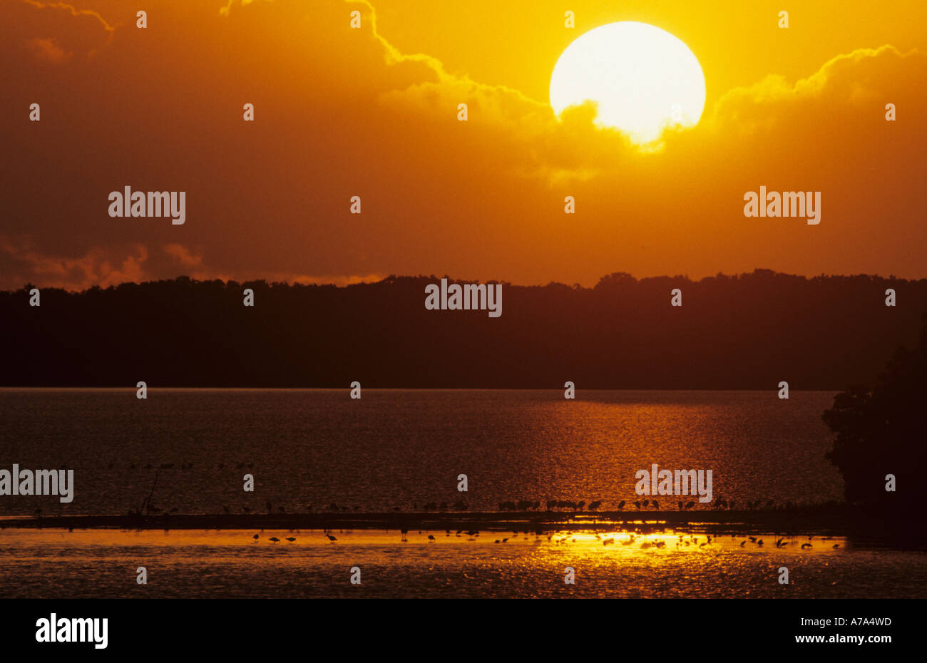 Everglades Sonnenuntergang Sumpf Sumpf Wasser Feuchtgebiet Stockfoto