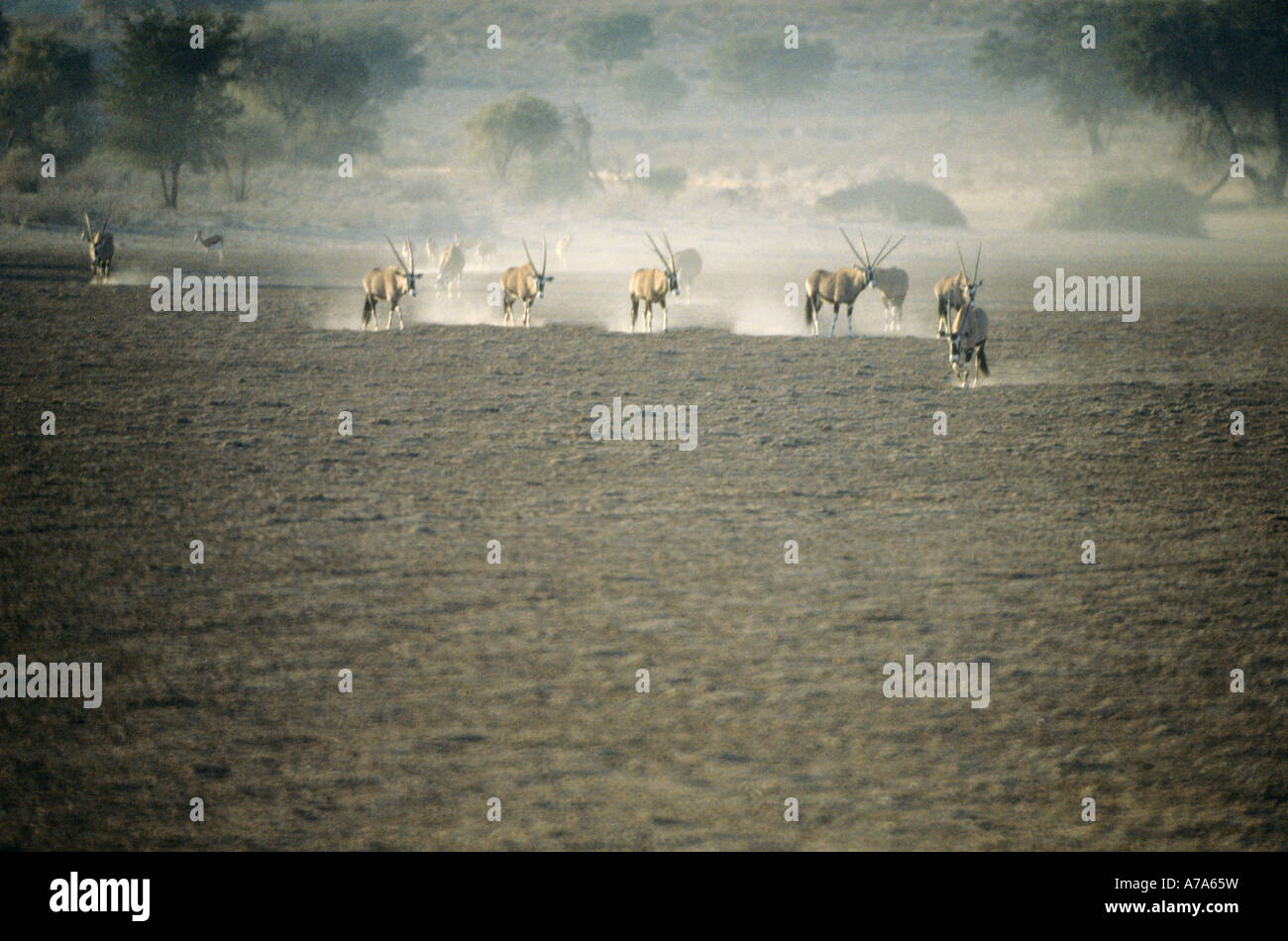Oryx Gemsbock Herde Spaziergänge auf einem staubigen Flussbett in der Kalahari Kgalagadi Transfrontier Park Stockfoto