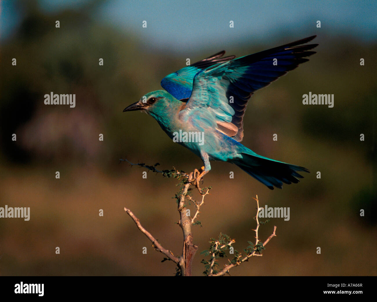 Blauracke ausziehen mit lebendigen Farben Kruger National Park Mpumalanga Südafrika Stockfoto