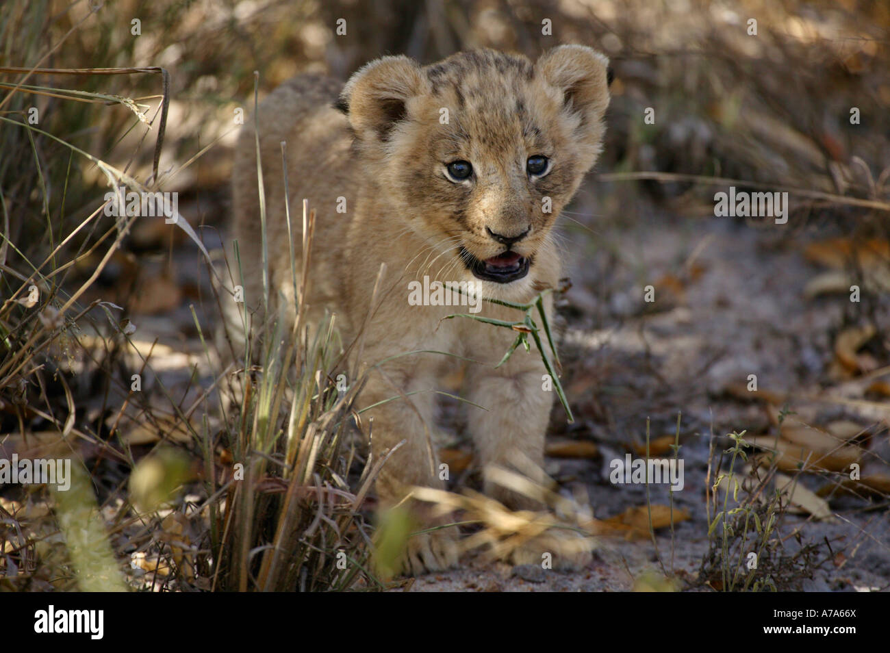 Löwenjunges mit schwach blau milchige Augen Miauen aufrufenden Kruger National Park Mpumalanga Südafrika Stockfoto