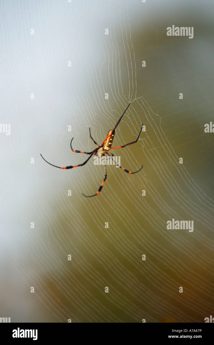 Golden Orb Spinne auf seiner Web-Sabi Sand Game Reserve Mpumalanga in Südafrika Stockfoto