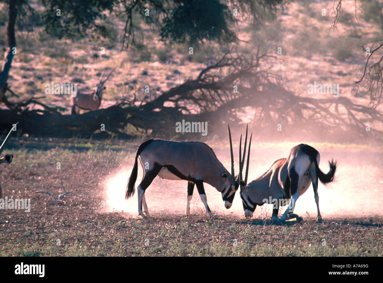 Oryx Gemsbock Oryx Gazella sparring Kgalagadi Transfrontier Park Northern Cape in Südafrika Stockfoto