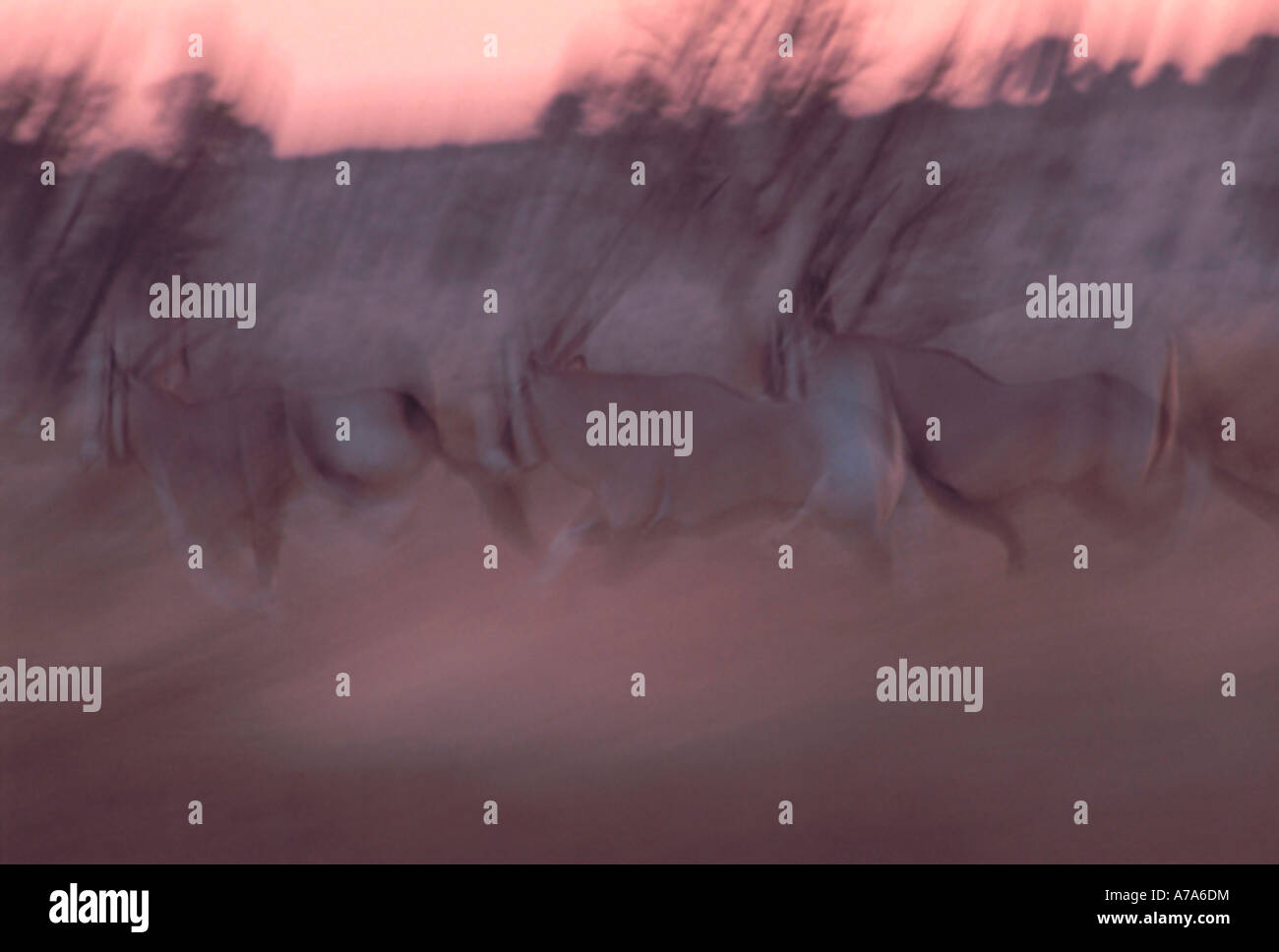 Abstrakte Schuss Herde Oryx Gemsbock laufen Kgalagadi Transfrontier Park Northern Cape in Südafrika Stockfoto