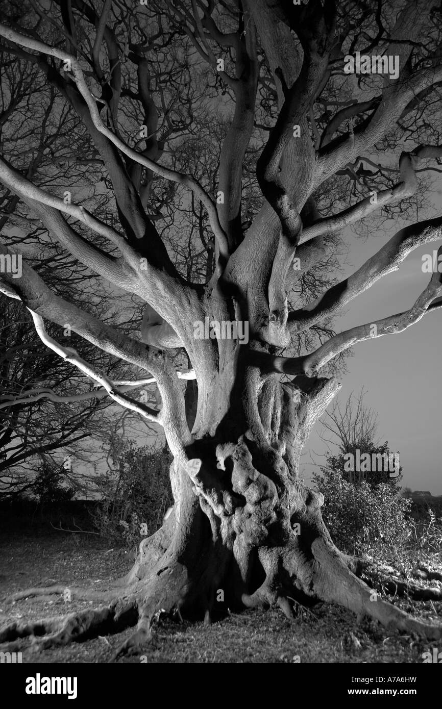 Alte Buche bei Nacht schmieden Valley North Yorkshire UK Stockfoto