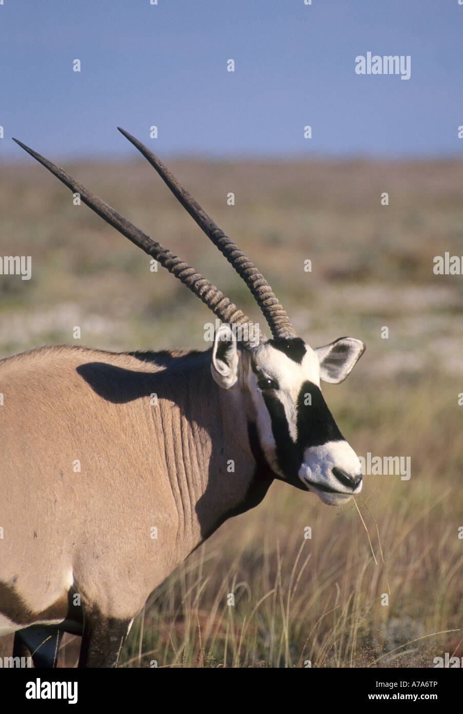 Oryx Gemsbock Porträt Etosha-Namibia Stockfoto