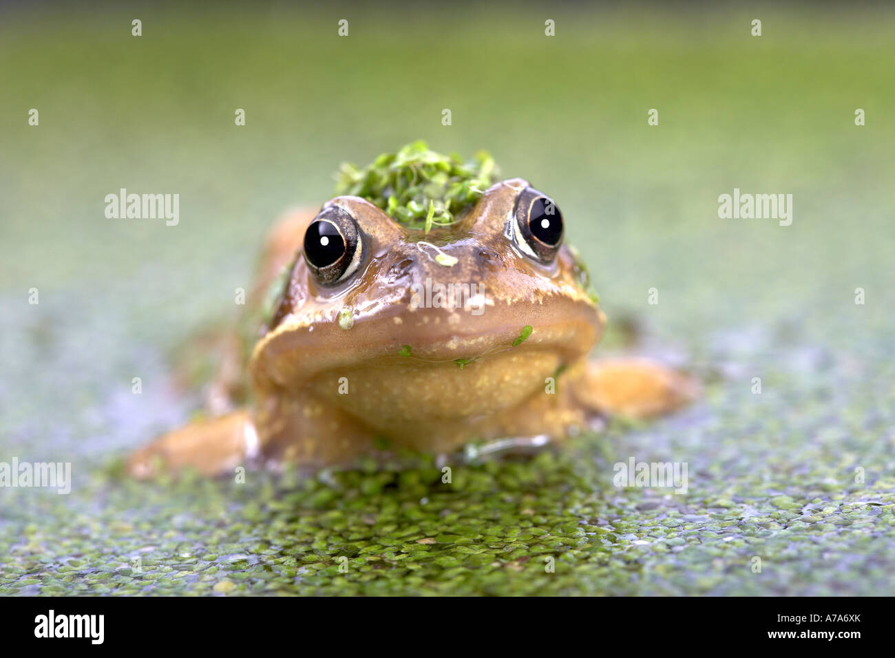 Gemeinsamen Frosch Rana Temporaria in Ente Unkraut unter Wasser Stockfoto