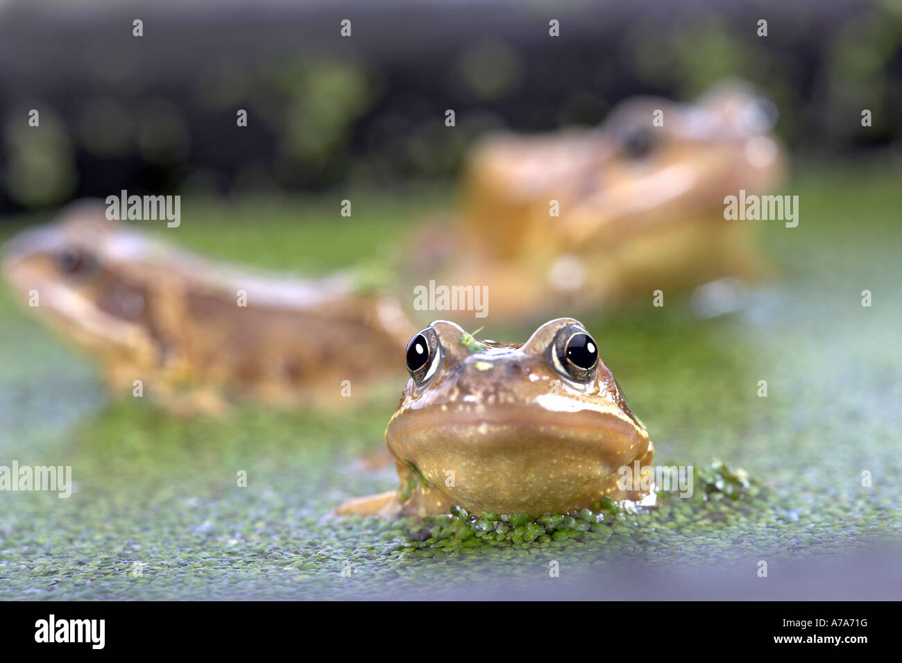 Gemeinsamen Frösche Rana Temporaria in Ente Unkraut unter Wasser Stockfoto