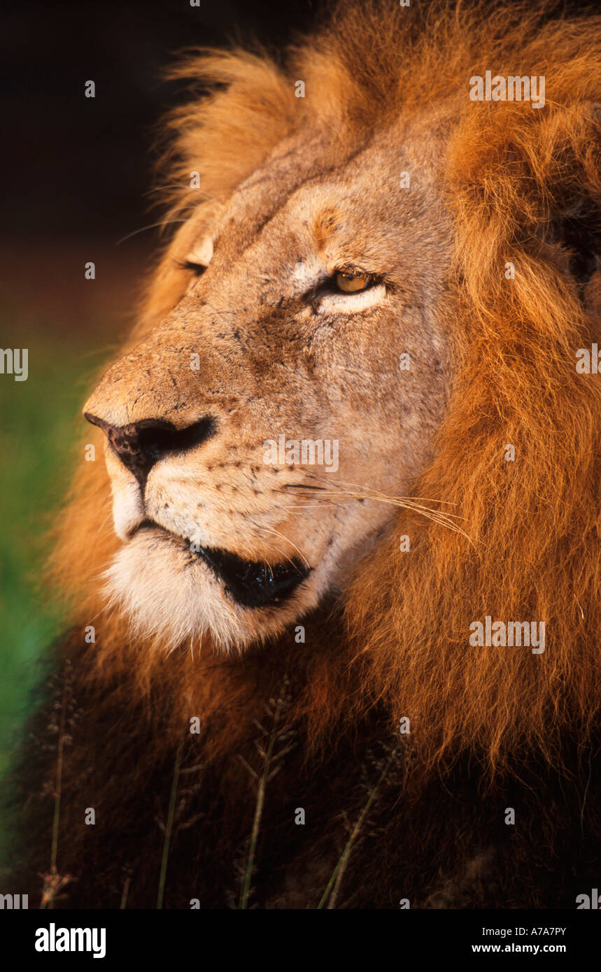 Männlicher Löwe Porträt Kruger National Park Mpumalanga Provinz Südafrika Stockfoto