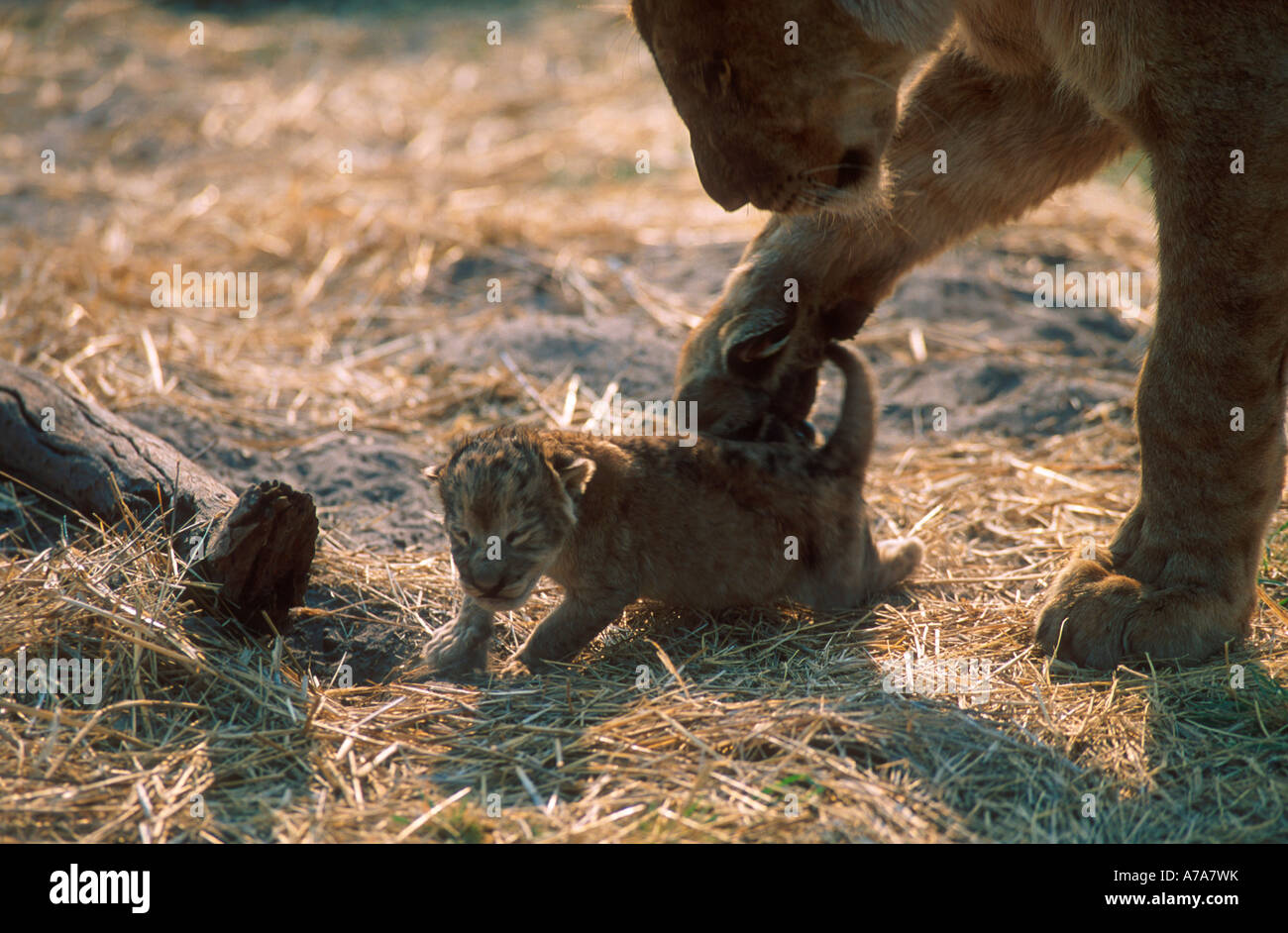 Löwin helfen ihr Neugeborenes junges sich Botswana orientieren Stockfoto