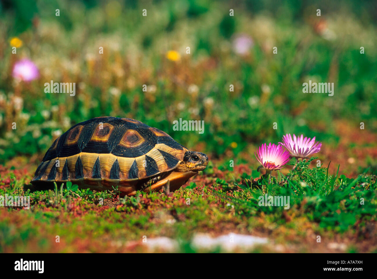 Angulate Tortoise gefunden in der Nähe von Postberg in der Western Cape West Coast National Park Western Cape Südafrika Stockfoto