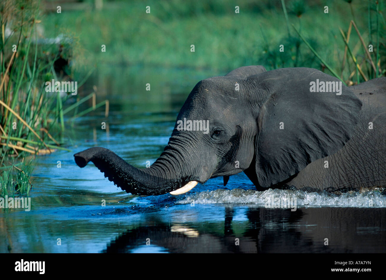 Eine junger Elefant Kuh laufen im tiefen Wasser Brust mit seinem Stamm angehoben Okavango Delta, Botswana Stockfoto
