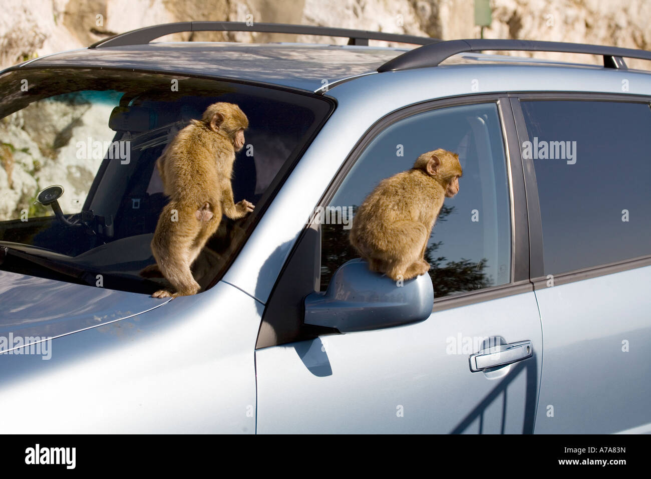 Zwei Gibraltar Affen klettern über ein Auto, Gibraltar, Europa Stockfoto