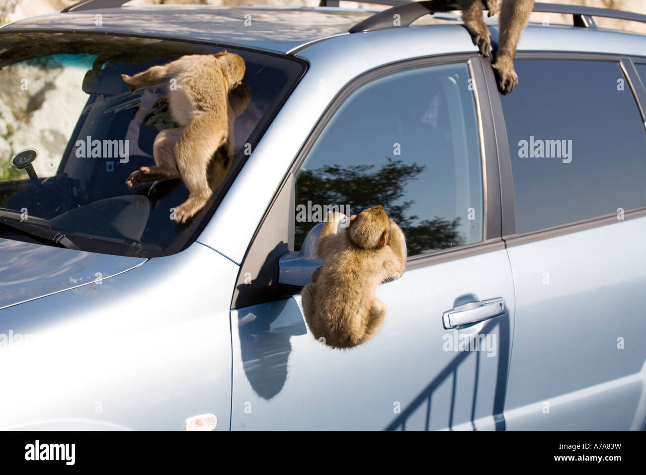 Drei Gibraltar Affen klettern über ein Auto, Gibraltar, Europa, Stockfoto