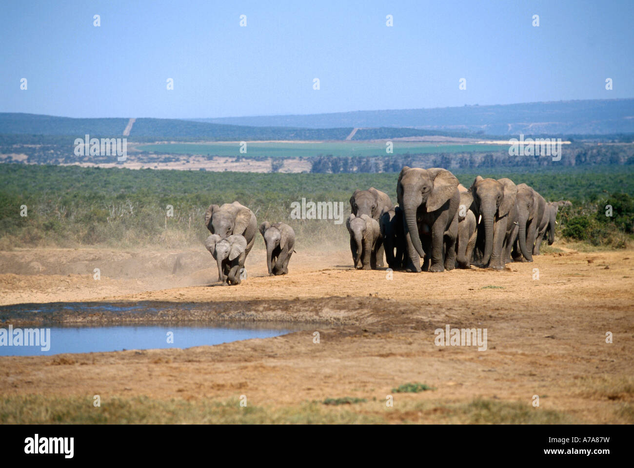 Eine Zucht Herde Elefanten nähert sich einem kleinen Wasserloch vor dem Hintergrund der landwirtschaftlichen Flächen im fernen Hintergrund Stockfoto