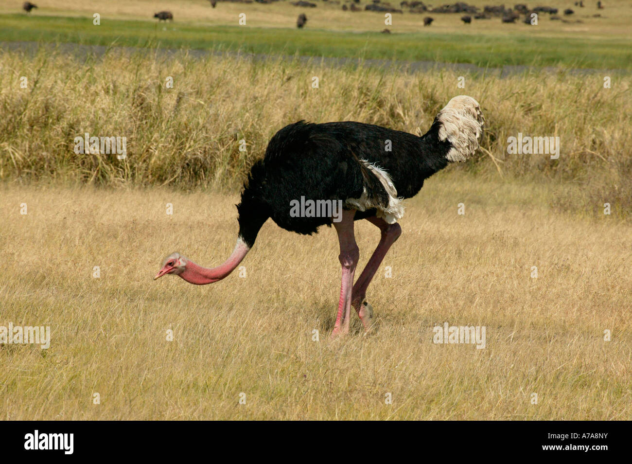 Eine männliche Strauß für die Zucht von Farben zeigen die rosa bündig am Hals und Beine Ngorongoro Krater Tansania Stockfoto