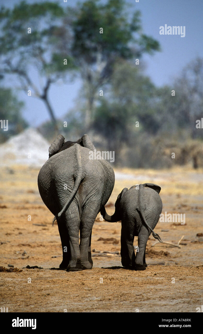 Eine Rückansicht von zwei jungen Elefanten mit Stämmen verbunden Okavango Delta, Botswana Stockfoto