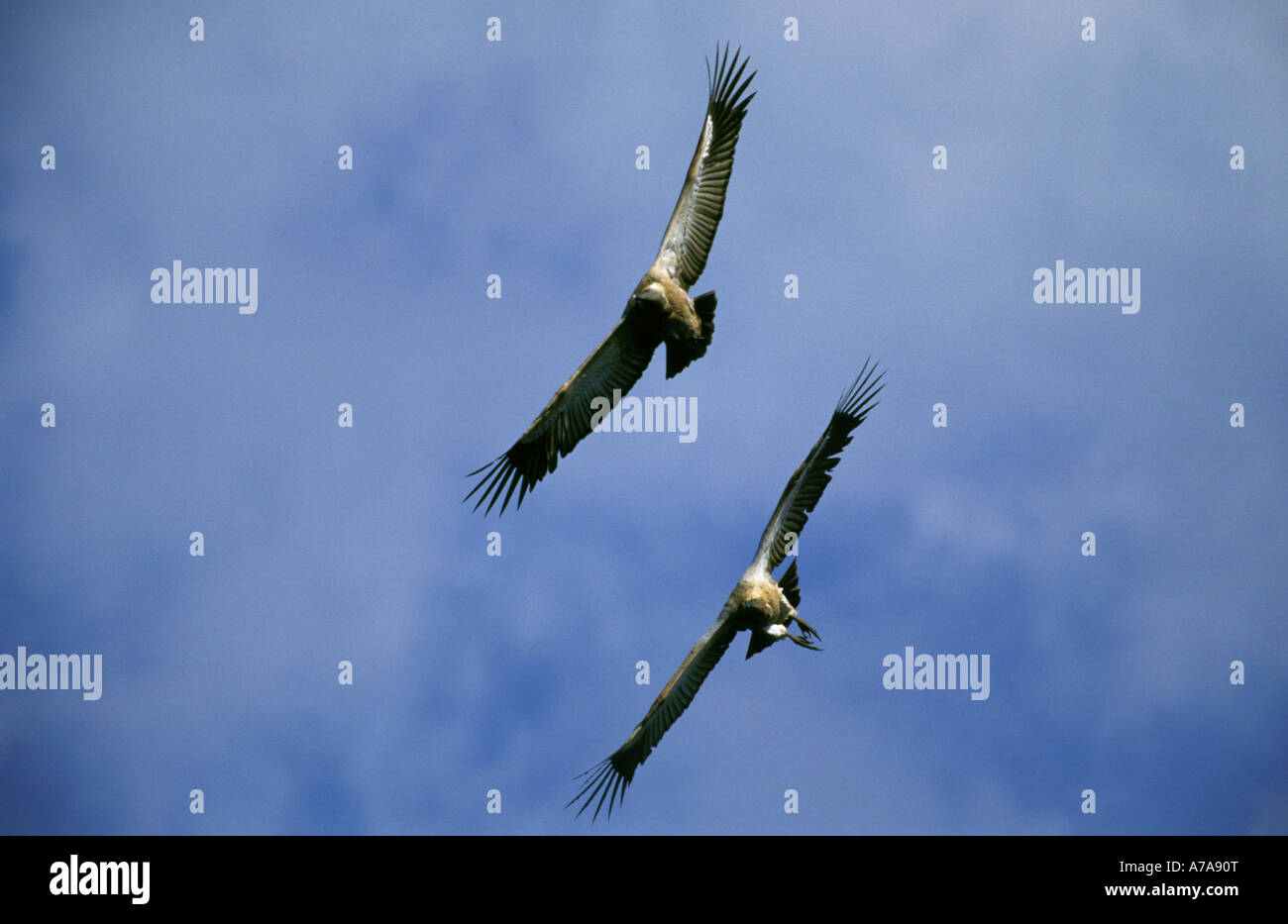 Zwei Kap Geier im Formationsflug vor einem blauen bewölktem Himmel Skeerpoort Magaliesberg Gauteng in Südafrika Stockfoto