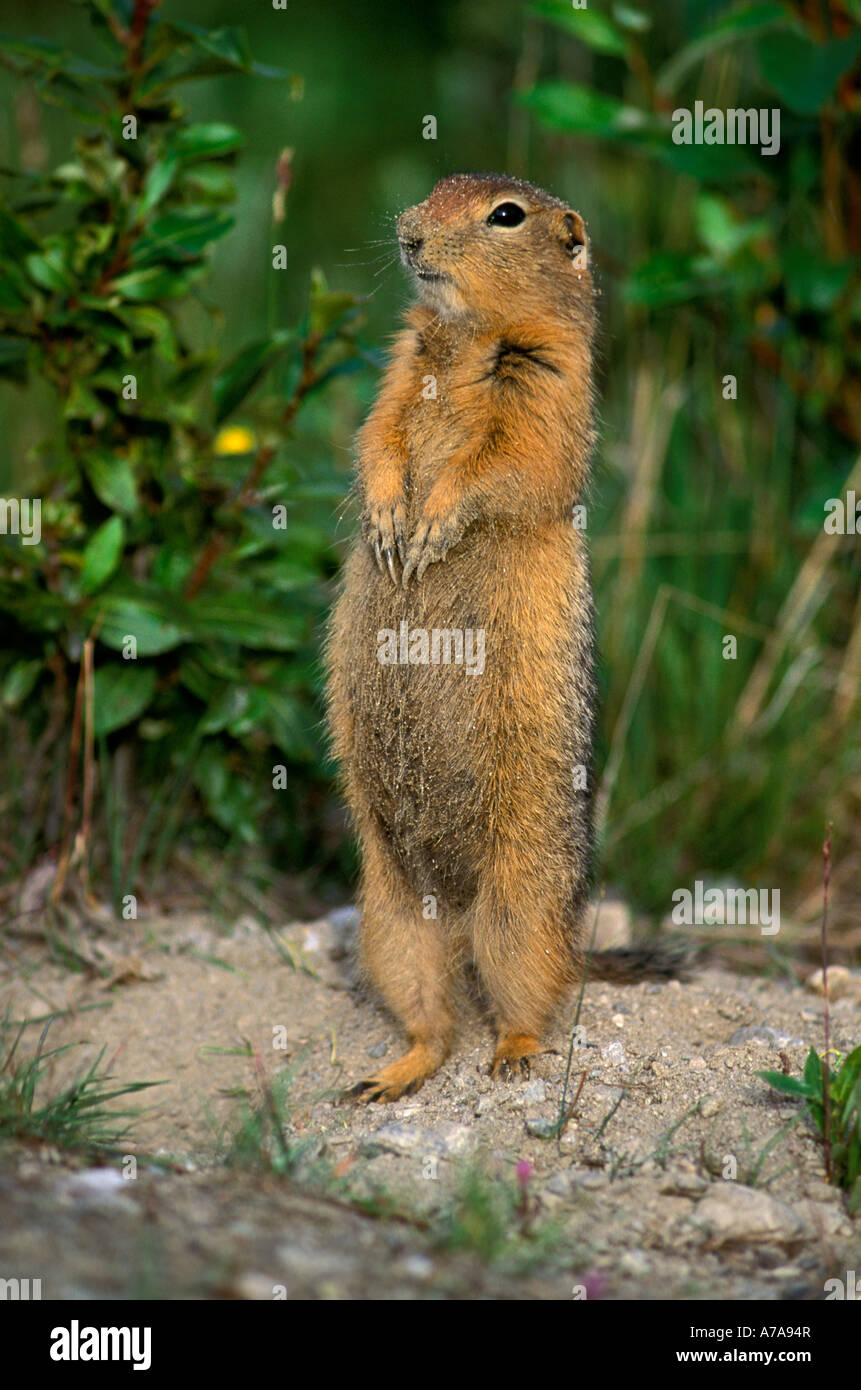 Präriehund stehen auf dem Rücken Beine Mount McKinley National Park Alaska Vereinigte Staaten von Amerika Stockfoto