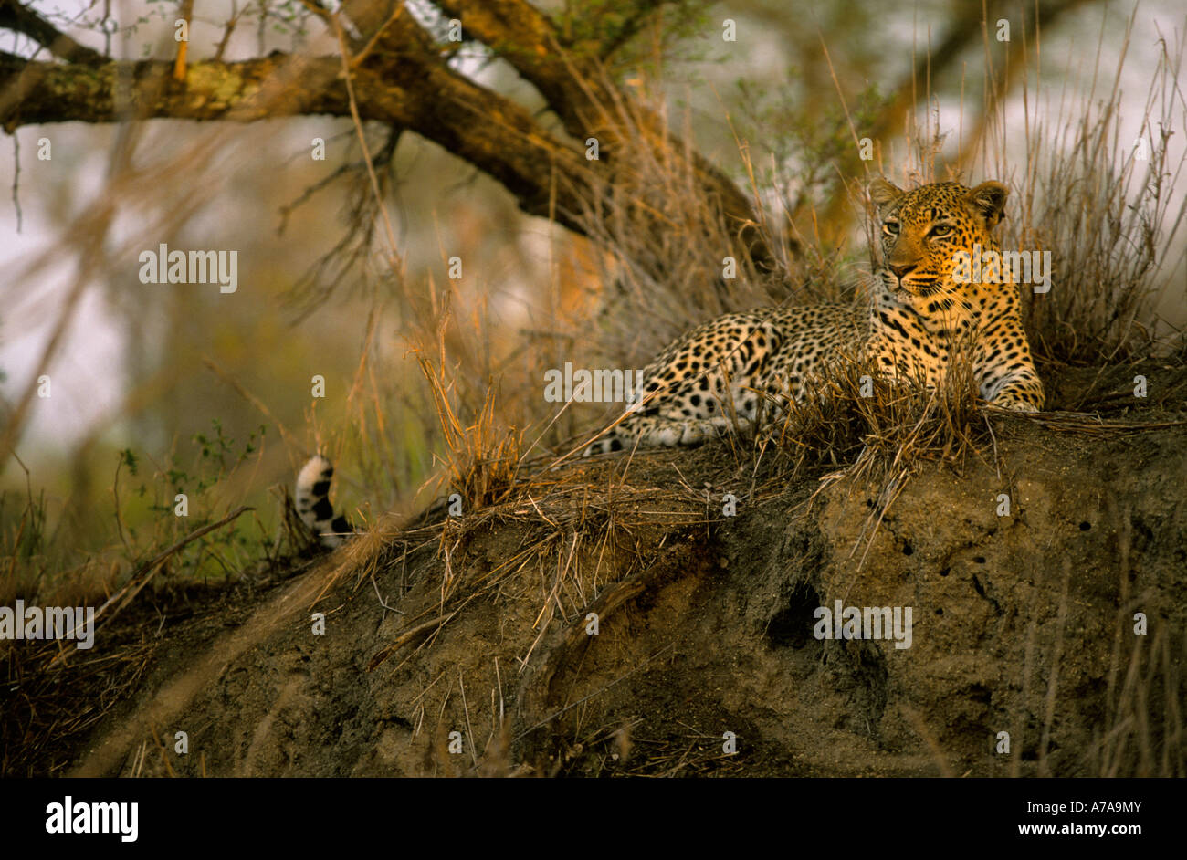 Leoparden ruht unter einem Baum Singita Sabi Sand Game Reserve Mpumalanga in Südafrika Stockfoto