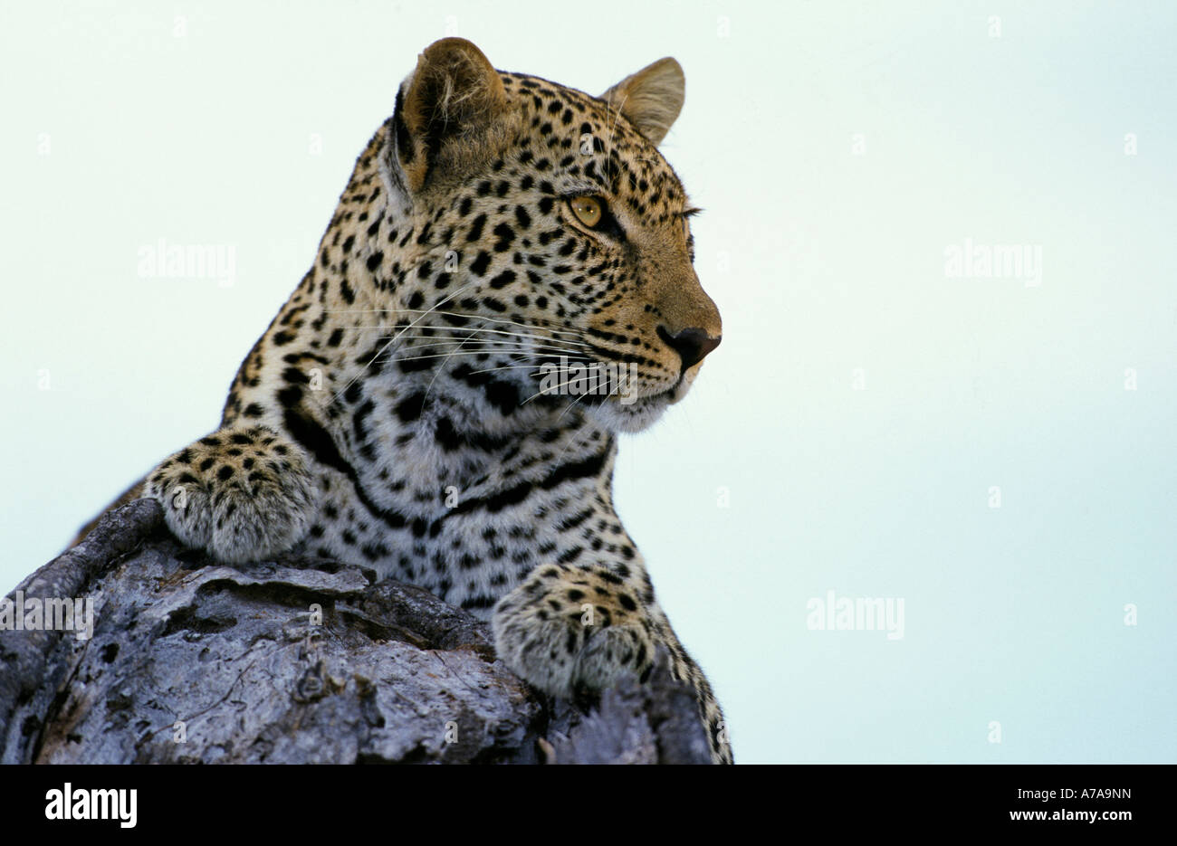 Porträt von einem Leoparden ruht faul auf einem Baumstamm Singita Sabi Sand Game Reserve Mpumalanga in Südafrika Stockfoto