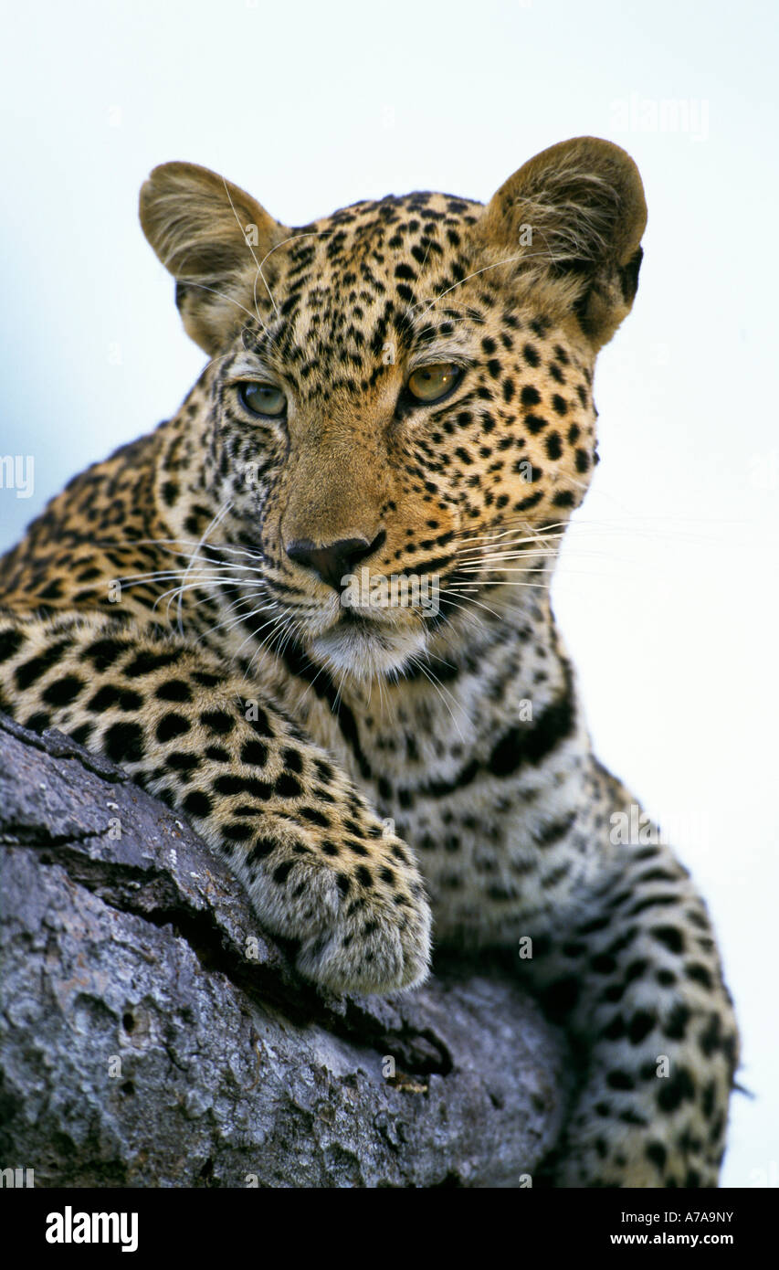 Porträt von einem Leoparden ruht faul auf einem Baumstamm Singita Sabi Sand Game Reserve Mpumalanga in Südafrika Stockfoto