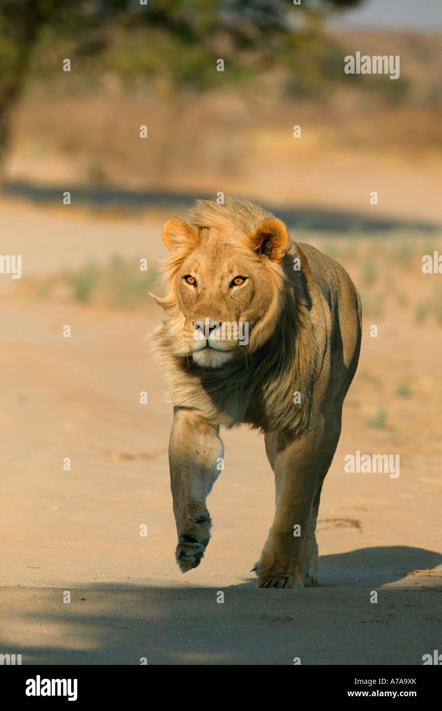 Fahren Sie auf Foto eines jungen männlichen Löwen mit bernsteinfarbenen Augen läuft auf die Kamera Stockfoto