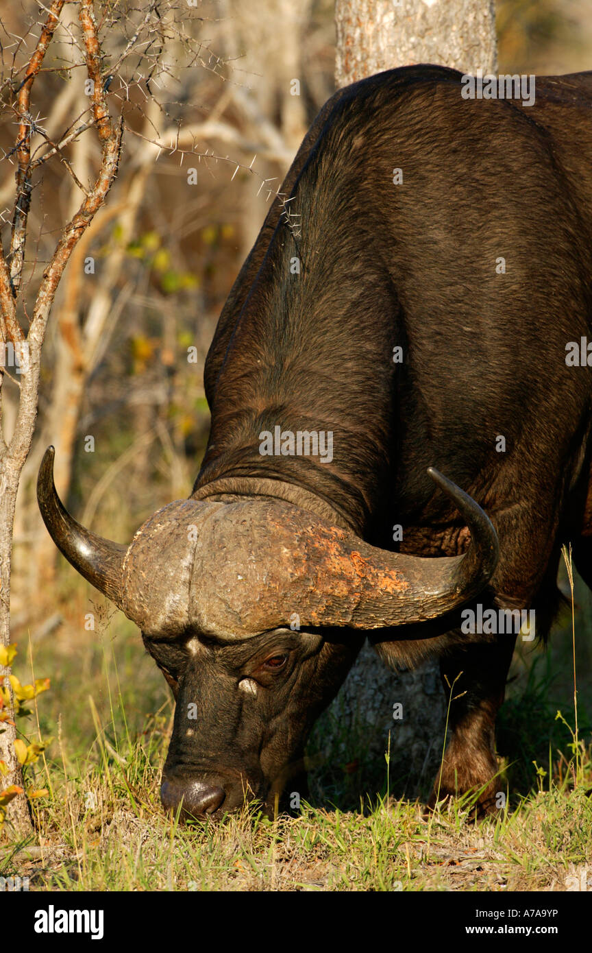 Porträt eines Stiers Kaffernbüffel und zeigt seine starke Hals und charakteristischen Beweidung Hörnern Sabi Sand Game Reserve Stockfoto