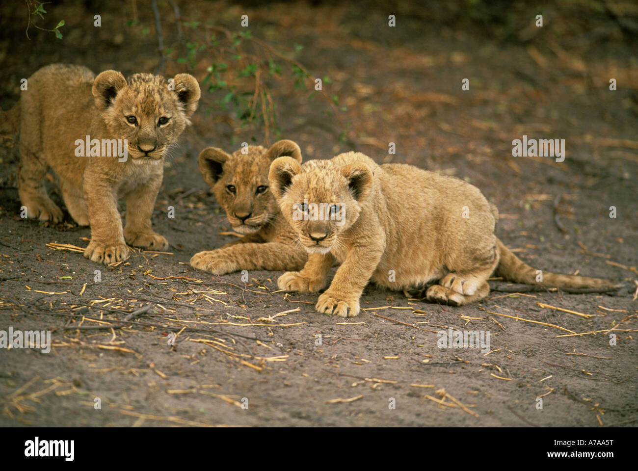 Drei Löwenbabys hocken zusammen ängstlich Kings Pool Linyanti Fluss Botswana Stockfoto