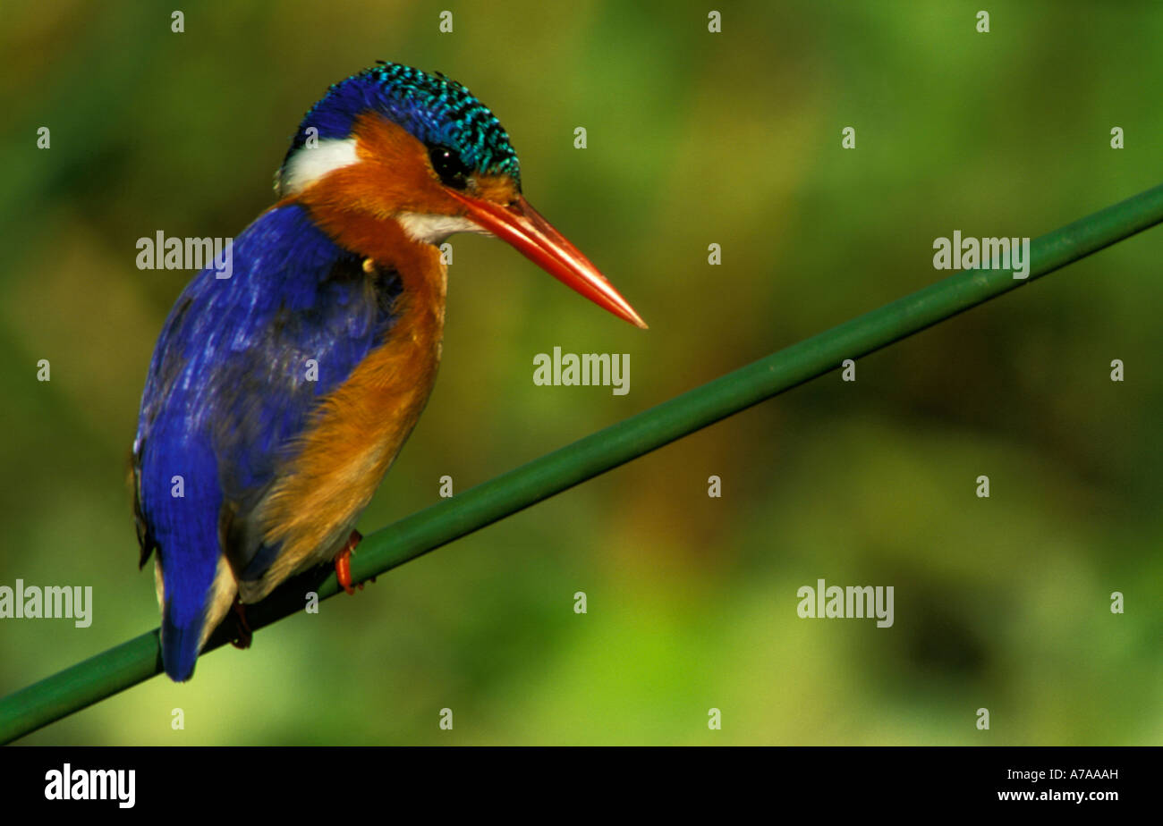 Malachit Kingfisher gehockt Reed Johannesburg Gauteng, Südafrika Stockfoto
