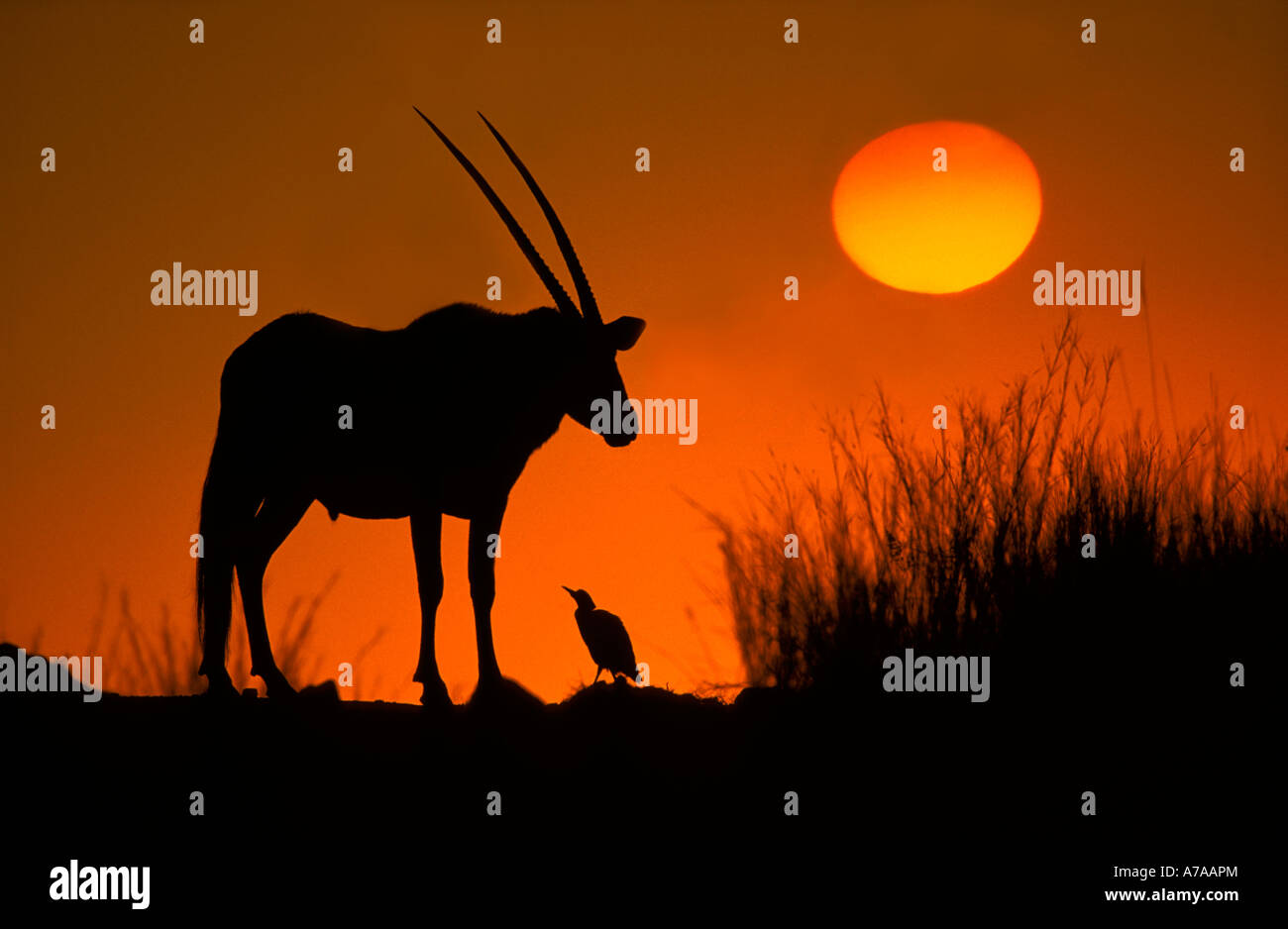 Gemsbock Oryx Silhouette gegen die untergehende Sonne mit ein Silberreiher Blickrichtung Gemsbok Kalahari Gemsbok Park Kgalagadi Stockfoto